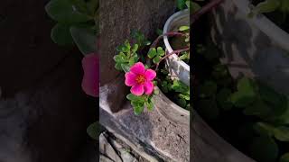 পর্তুলিকা #shorts #reels #shortfeed #flowers #shortvideo #youtubeshorts #viral