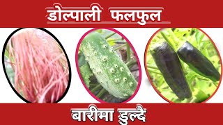 डोल्पाको बारिमा फलेको फलफुल /Fruits in Dolpa