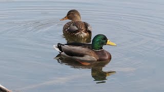 Mallard Ducks, Parc Omega