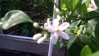 Owari Satsuma Mandarin Orange Tree in bloom 2016