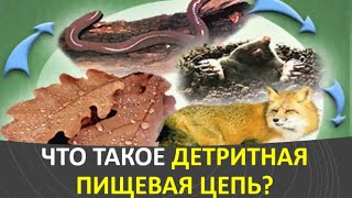 8. Что такое детритная пищевая цепь?