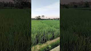 Tegalan sawah di kaki gunung ciremai