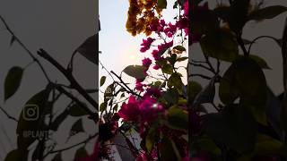 Beauty of Bougainvillea Flowers #gardening #shorts #youtubeshorts #trending #bougainvillea #garden