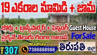 19 Acres Mango + Guvva Farm Land For Sale || Tirupati District|| 7386888988 || #Medhanshi || MRE-307