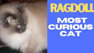 The Alluring Mystery of Ragdoll Cats