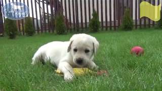 Девочка c Желтой лентой 6 недель | Щенки лабрадора / Labrador puppies