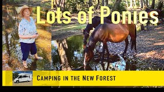 Black Knowl & Ashurst Camping in the Forest