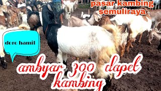 harga kambing hari ini pasar kambing semuliraya ll 300 ribu dapet kambing