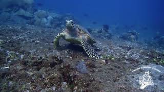 Great images from what AMED BUDDHA DIVING has to offer.....Like nowhere else