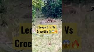 Leopard vs python | Epic🔥😱#shorts #short #viral 📉⚡️📈