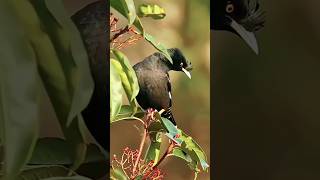 Crested myna Birds /ময়না পাখি 🐦#birds#myna#shorts#short#shortvideo#viral