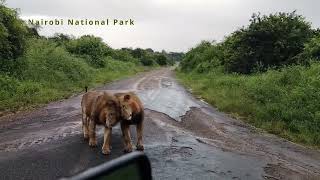 Majestic Male Lions Grooming in Nairobi National Park During Rainfall