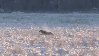 Coyote Way Out There Awesome Bullet Trace: Watch to End Guess Range!!