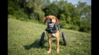 2021 Hero Dog Awards | Therapy Hero Dog - Boone