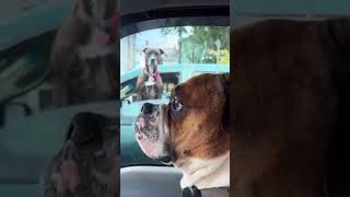 Dawg pulls up on dog in traffic #shorts #memes