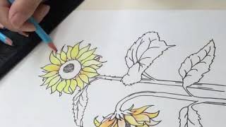 Sunflower Drawing time laps - Zieler