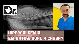 HIPERCALCEMIA EM GATOS: QUAL A CAUSA?