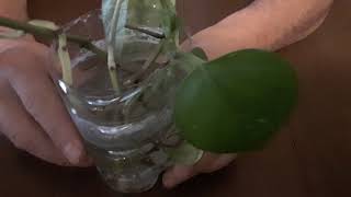 POTHOS PROPAGAZIONE PER TALEA - POTHOS PROPAGATION FOR TALEA