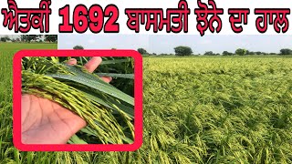 ਐਤਕੀਂ 1692 ਬਾਸਮਤੀ ਝੋਨੇ ਦਾ ਹਾਲ ਝੰਡਾ ਰੋਗ dhan ki kheti Pusa Basmati