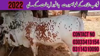 Qurbani 2k22 k bahtreen bachre for sell ....|abbas nawab