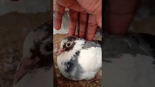 Day 5- 🥰Hatching eggs by pigeon mother on 7 May 2024. #birds #Pigeons #viral #youtubeshorts