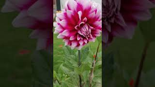 Beautiful Flowers At House Garden : Dahlia : Poopy Flowers