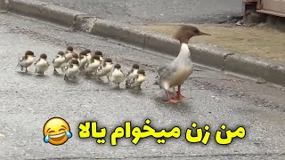 دوبله طنز اردک ها 😂 من زن میخوام یالا / پاره میشی از خنده