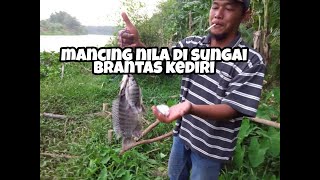 nila sungai brantas ||spot klitikan