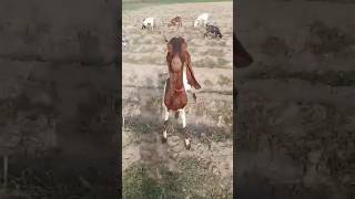 Goat amazing video#youtubevideos #youtube #ytshorts #goat #goatfarming #viralvideo