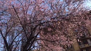 Exploring Cherry Blossom / Magical Experience in Europe