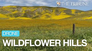 See Aerial Video Of Wildflower-Covered Hills Near The Carrizo Plain In 2023