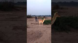 dear catching satakosia jungle VFX funny my village jungle #nature #wildlife #animals #trending #vfx