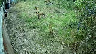 Foxes at play