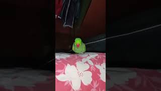 How he is Coming to the Bed😒             #animals #viral #viralvideo #cute #birds #shorts #short