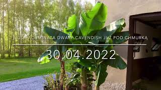 187.🌴🍌Musa acuminata 'Dwarf Cavendish'  Już pod chmurką🍌🌴30.04.2022🍌🌴