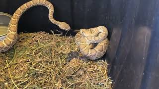 Now I Have Two Rattlesnakes