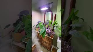 Plants in the Bathroom Part 3