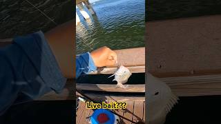 live bait!!??? SUBSCRIBE #fishing #bait #ocean #saltwater #grunt #fyp  #trending #viral