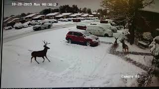 Deer In Wheat Ridge, CO October 28th 2019