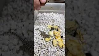 Adorable baby bearded dragons are hatching 😁  #animals #thedodo #dodo #saveanimal #shorts