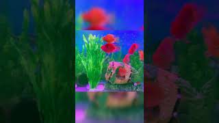 Parrot Fish🐠 |Parrot Fish at Home Aquarium at Home #aquarium #parrotfish #fish #learningwithshreya