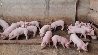 Fast growing piglets now available for sale! Payment validates order