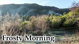 Frosty Late Winter Morning, Many Birds #4k #birds #birdsong #newzealandnature #newzealand