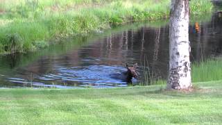 Moose  Swimming