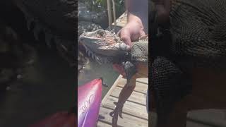 Catching a Large Iguana without loosing a finger