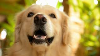 Train Your Golden Retriever Easily!