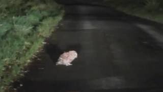 Tawny Owl Owlet Chick about 50 Days old