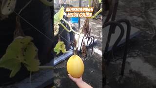 Panen Melon Golden Di Atap Rumah #shorts #youtubeshorts #melongolden #melon #panen