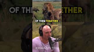 Why Hyenas Are Stronger Than Lions | JRE featuring Forrest Galante