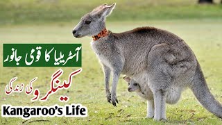 The Tragic Life Story of a Kangaroo Boxer